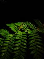 Image of Ihering's fathead anole