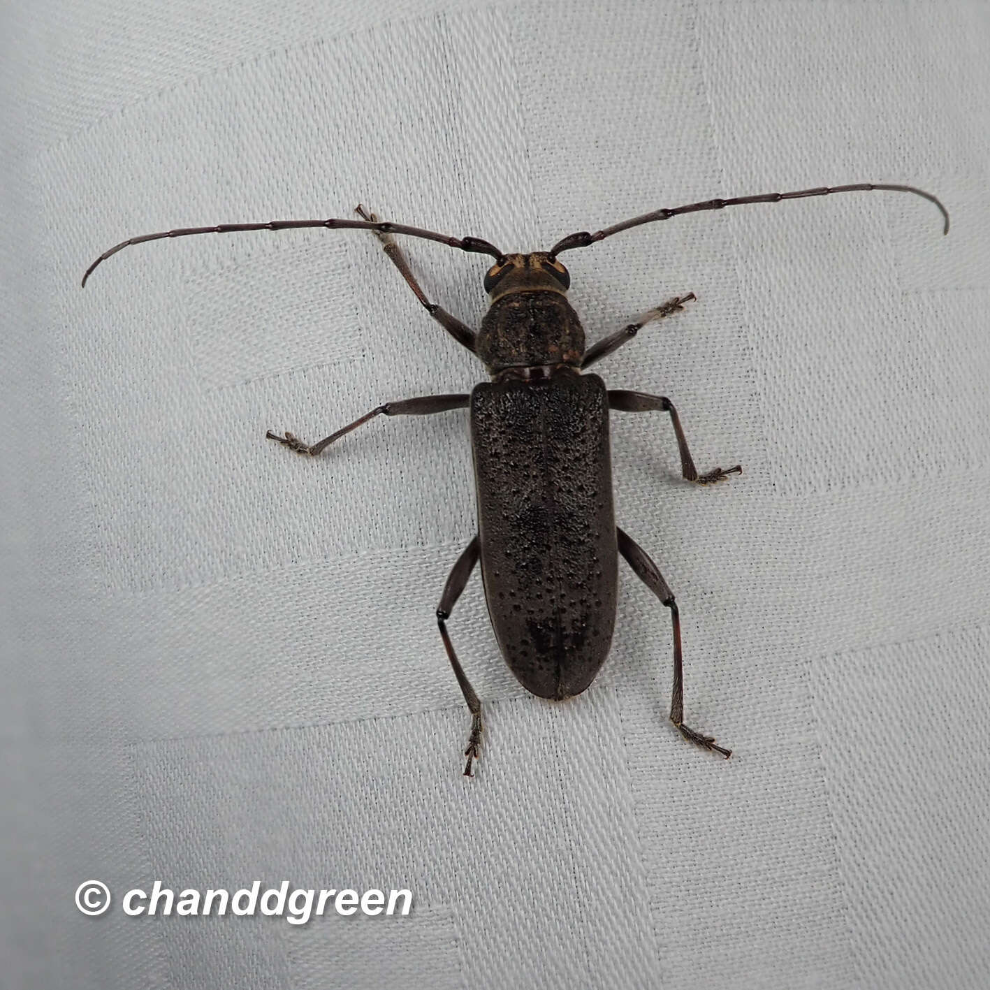 Image of Long-horned beetle