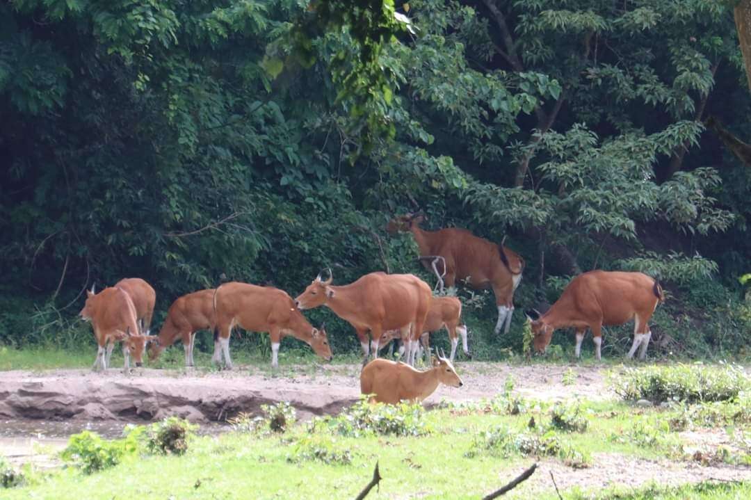 Bos javanicus d'Alton 1823 resmi