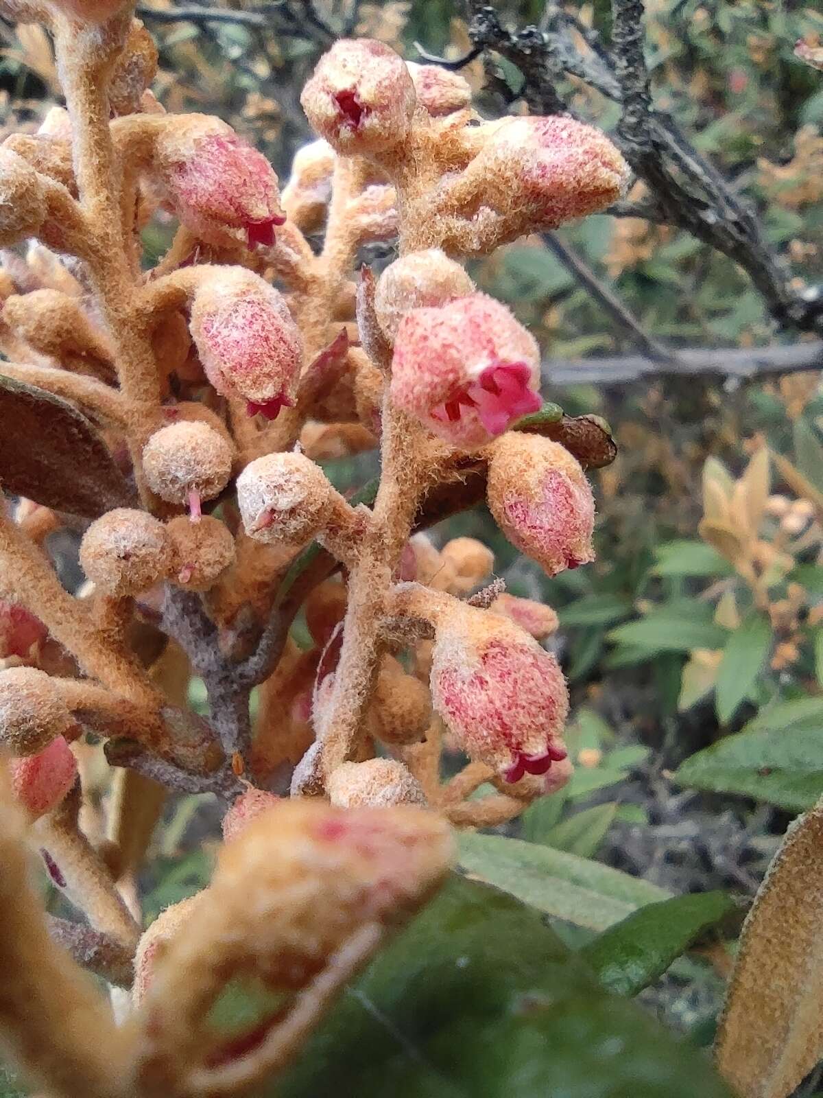 Image of Gaultheria tomentosa Kunth