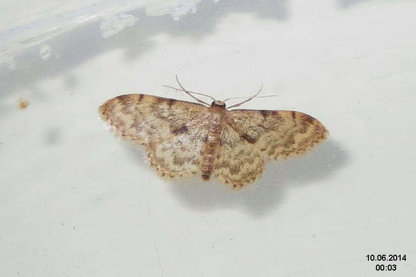 صورة Idaea inquinata Scopoli 1763