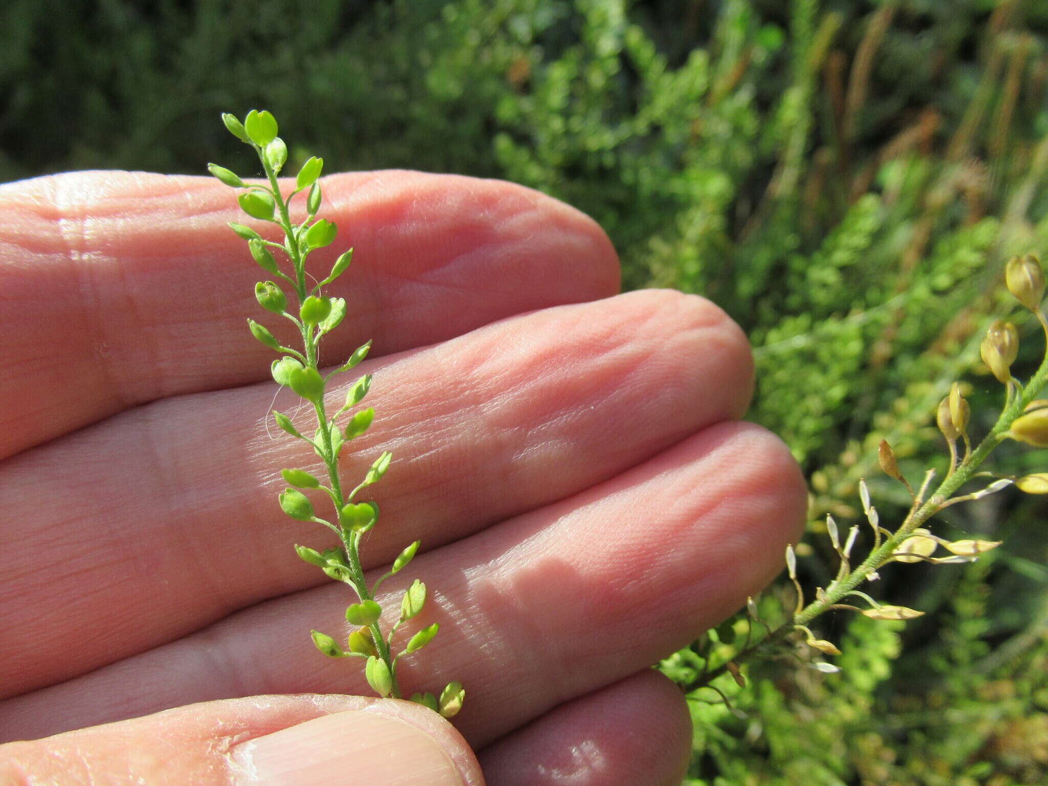 Lepidium apetalum Willd. resmi