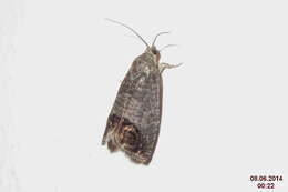 Image of codling moth