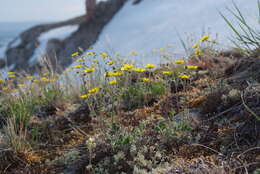 Image of Hooker's cinquefoil