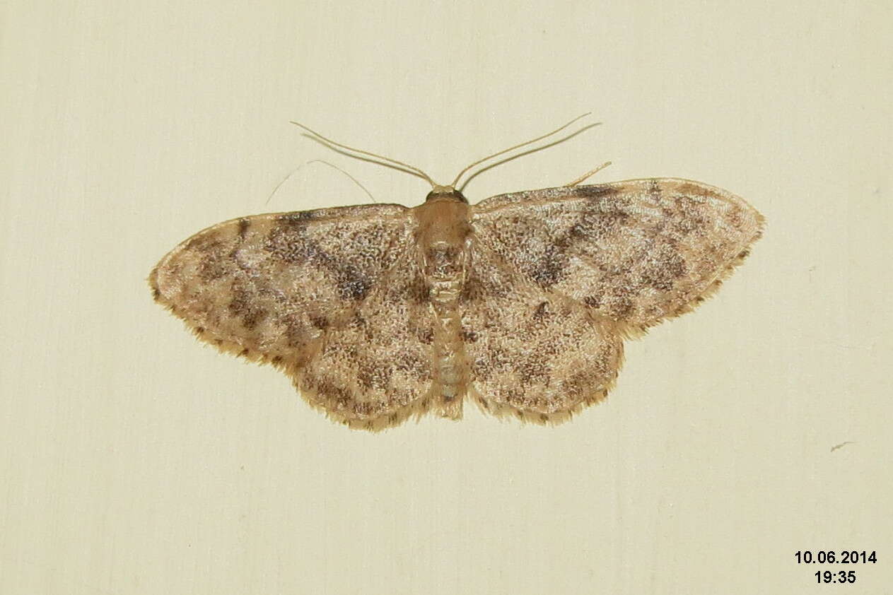 صورة Idaea inquinata Scopoli 1763