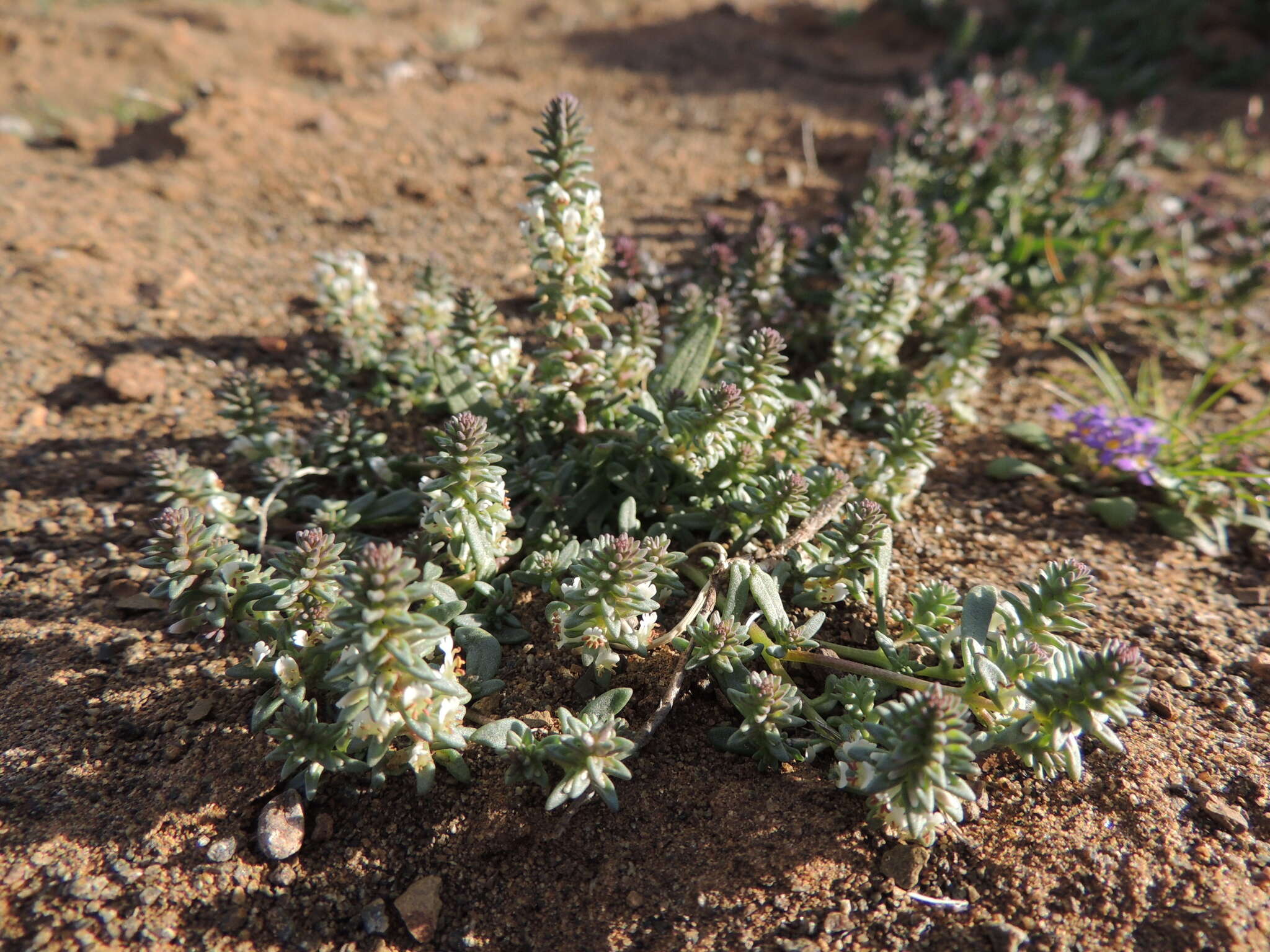 صورة Hebenstretia neglecta H. Roessler