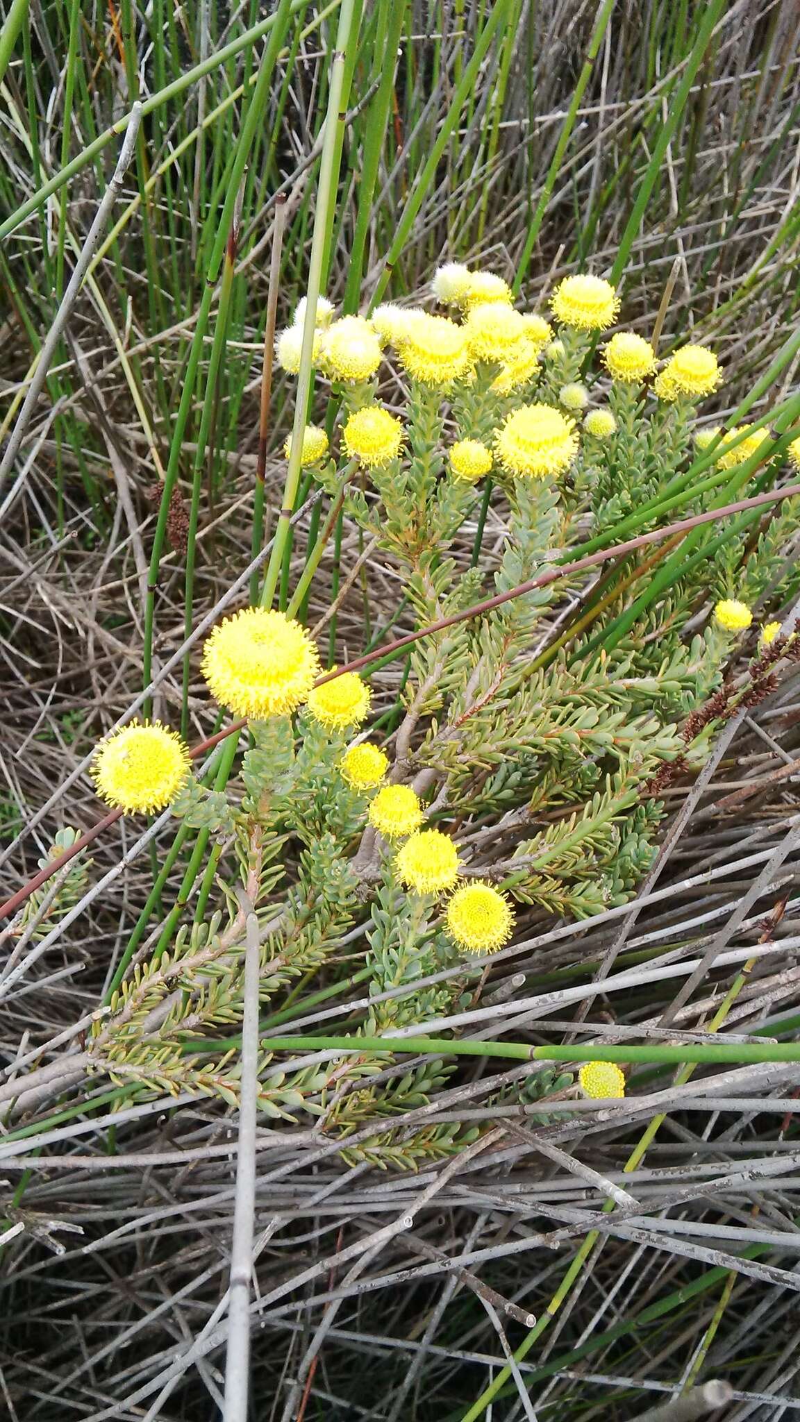 Image of Cape Flats Conebush