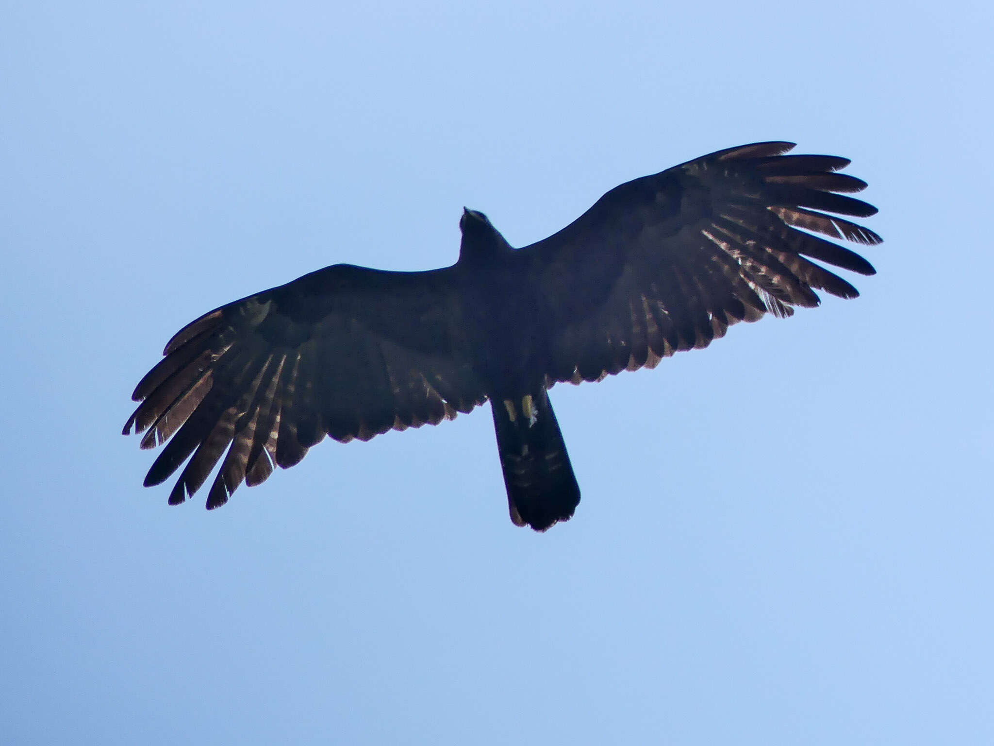 Image of Black Eagle