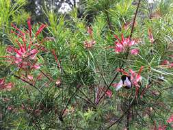 Image of Grevillea rosmarinifolia A. Cunn.