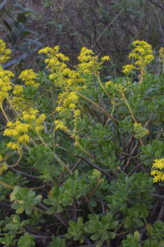 Image of tree stonecrop