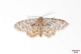 صورة Idaea inquinata Scopoli 1763