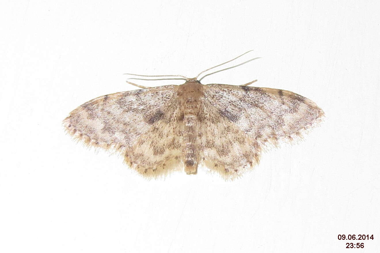 صورة Idaea inquinata Scopoli 1763