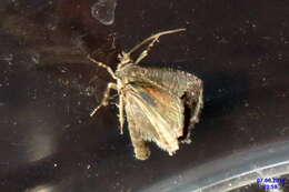 Image of codling moth