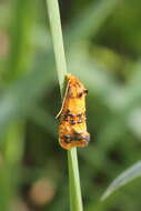 Слика од Commophila aeneana Hübner 1799