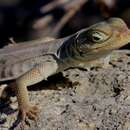 Image of Anzamala Madagascar Swift