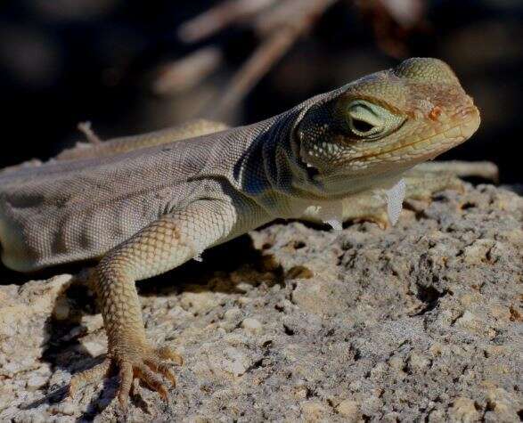 Image of Anzamala Madagascar Swift