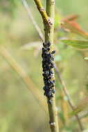 Image of Aphid