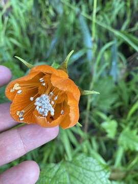 Image of Nasa grandiflora (Lam.) Weigend