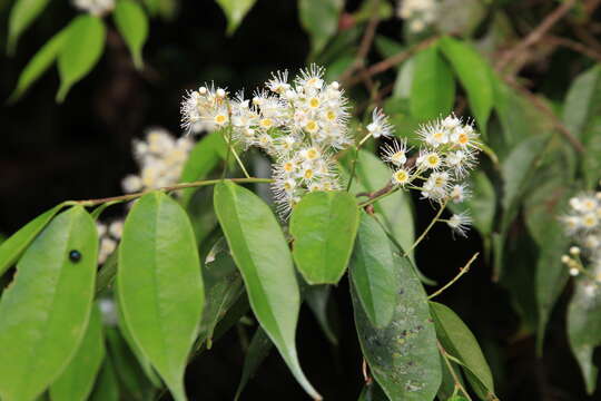 Plancia ëd Prunus phaeosticta (Hance) Maxim.