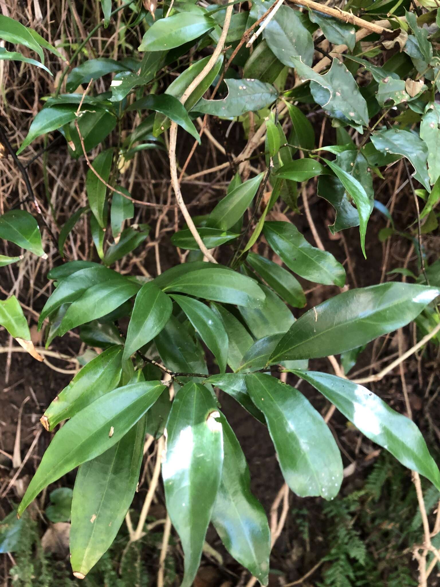 Image of Cryptocarya laevigata Bl.