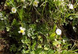 Image of Ranunculus alpestris subsp. alpestris