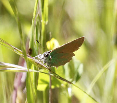 Image of Lotus Hairstreak