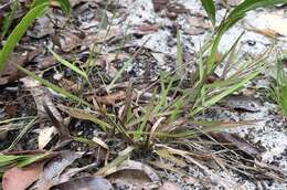 Panicum malacon Nash resmi