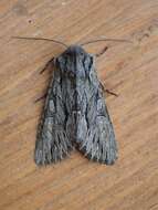 Image of Dark Grey Fishia Moth