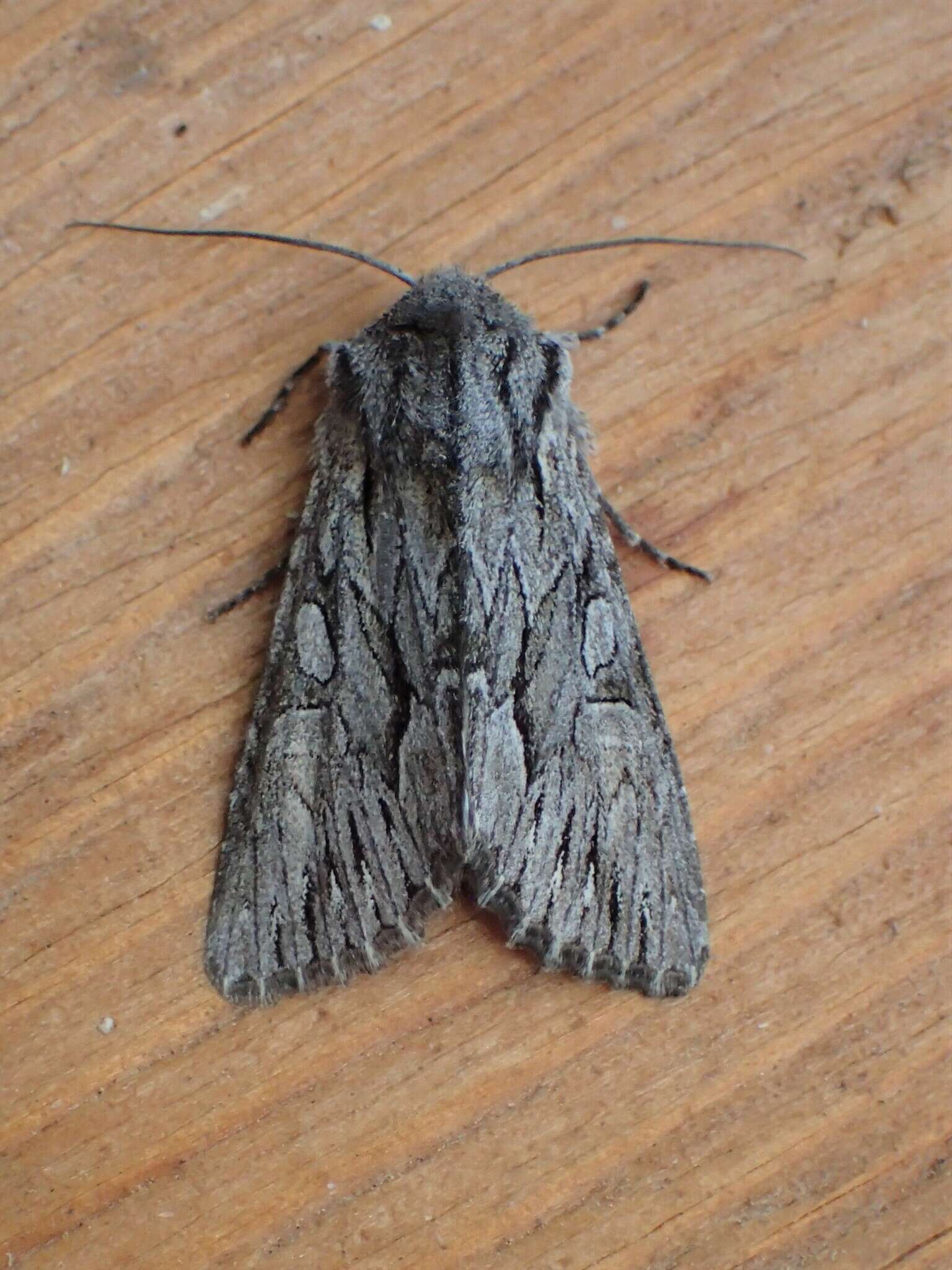 Image of Dark Grey Fishia Moth