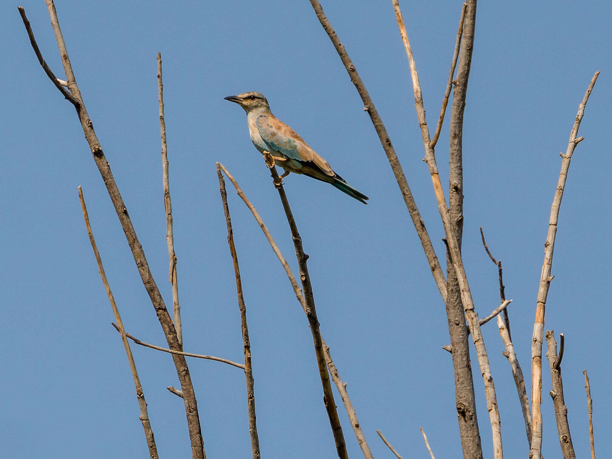 Image of European Roller