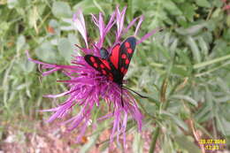 Image of Zygaena transalpina Esper 1781