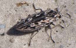 Chalcophora virginiensis (Drury 1770)的图像