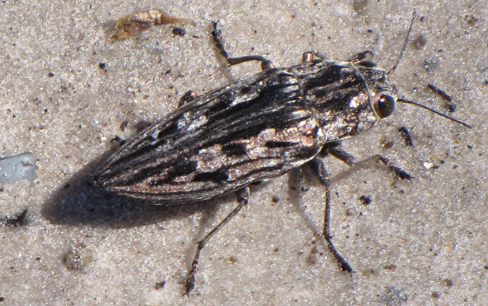 Image of Sculptured Pine Borer