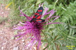 Image of Zygaena transalpina Esper 1781