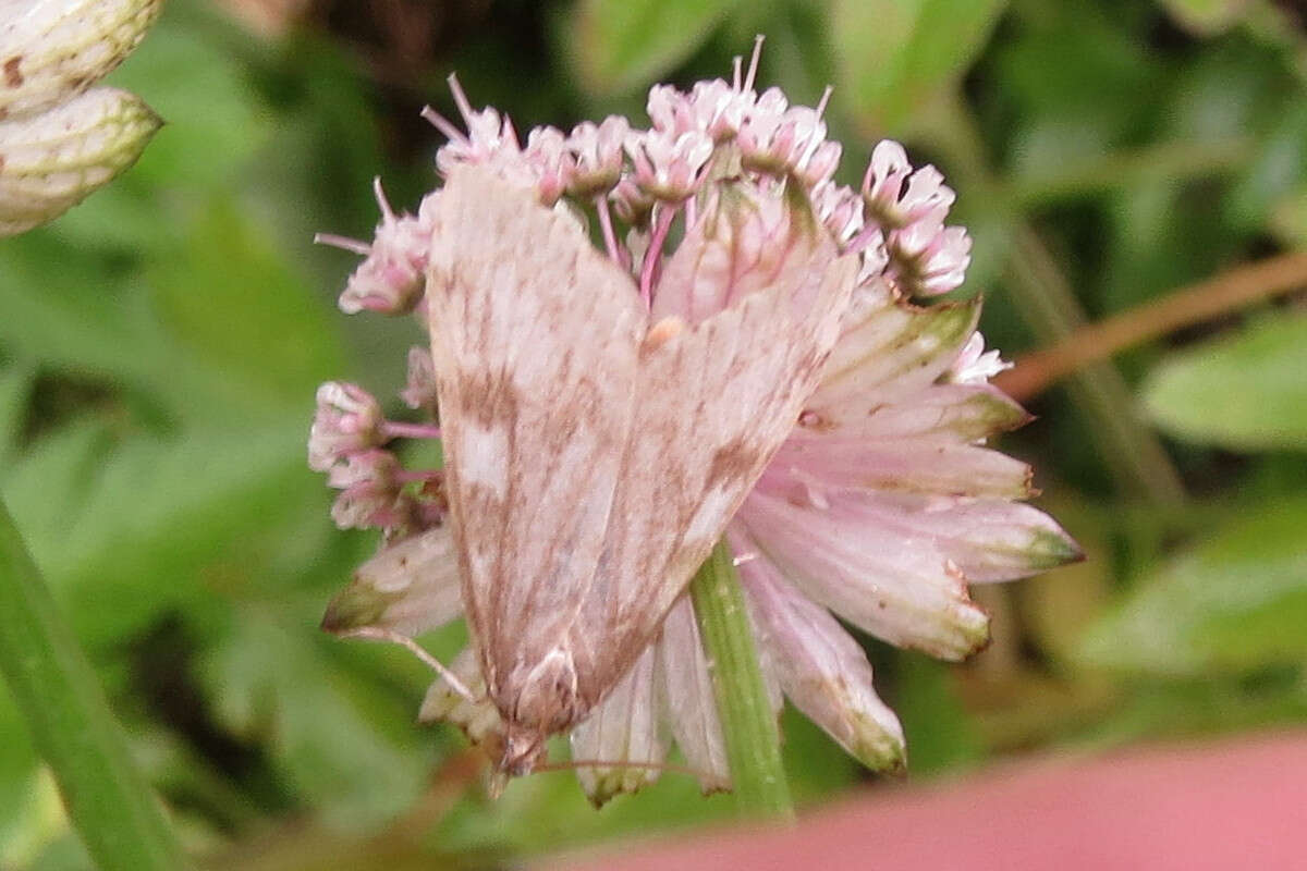 Image of Celery leaftier