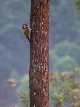 Image of Black-rumped Flameback