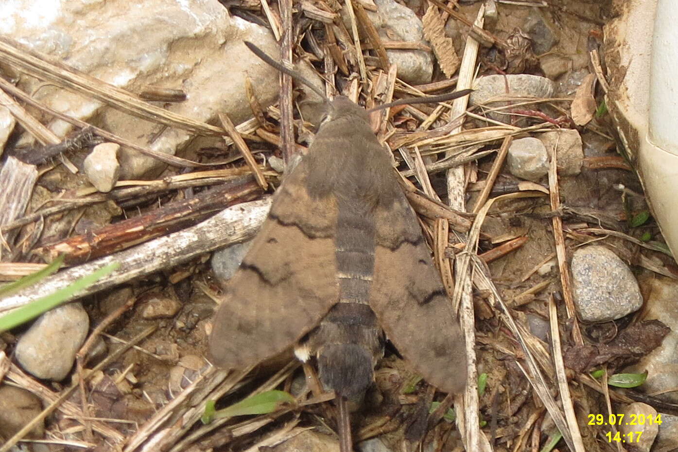 Image of humming-bird hawk moth