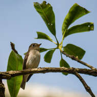 صورة Muscicapa dauurica Pallas 1811