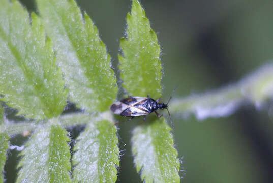 Image of Common flowerbug