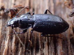 Image of Pterostichus (Bothriopterus) adstrictus Eschscholtz 1823