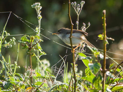 Image of Grey-breasted Prinia