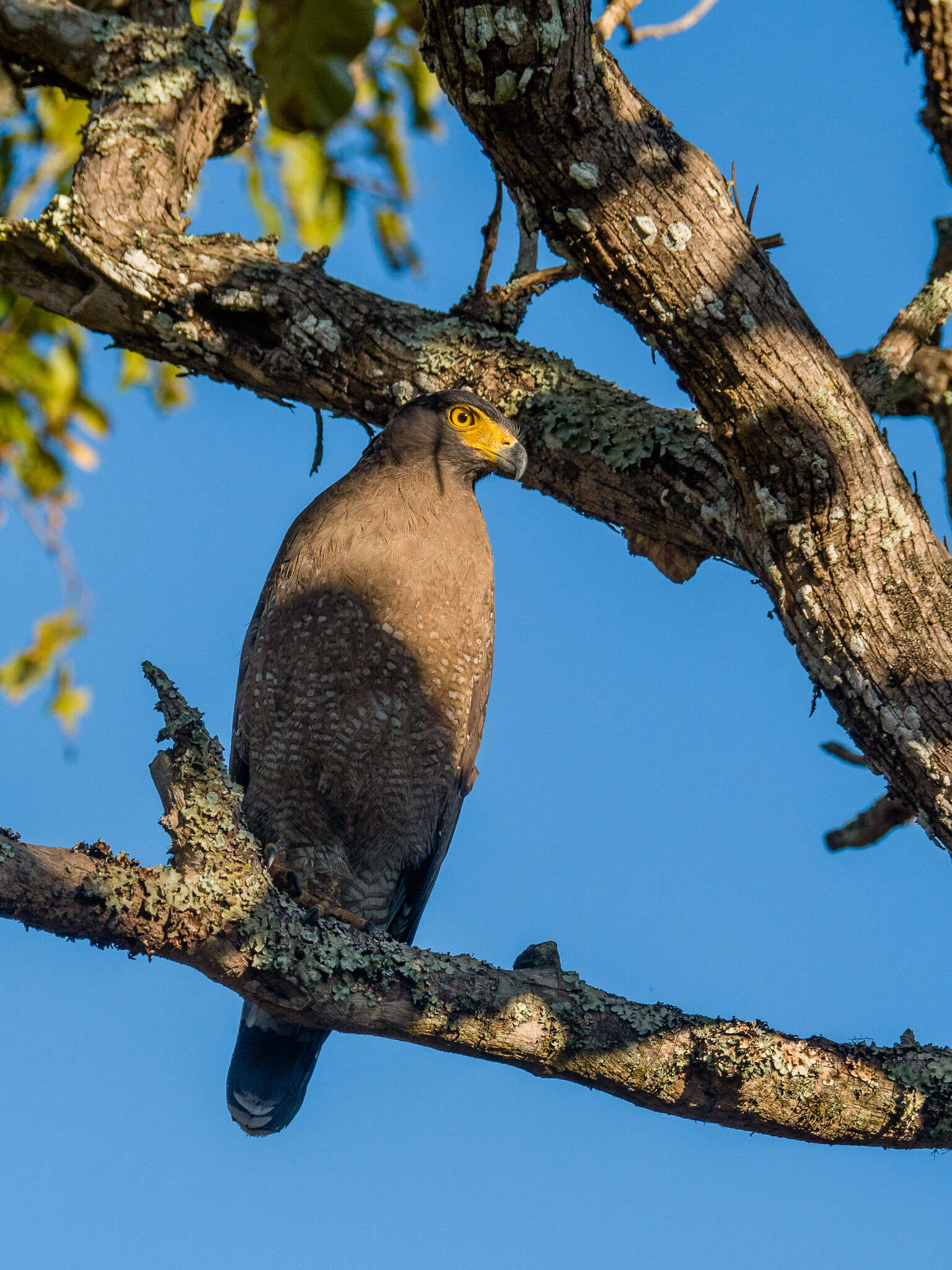 Imagem de Spilornis cheela (Latham 1790)