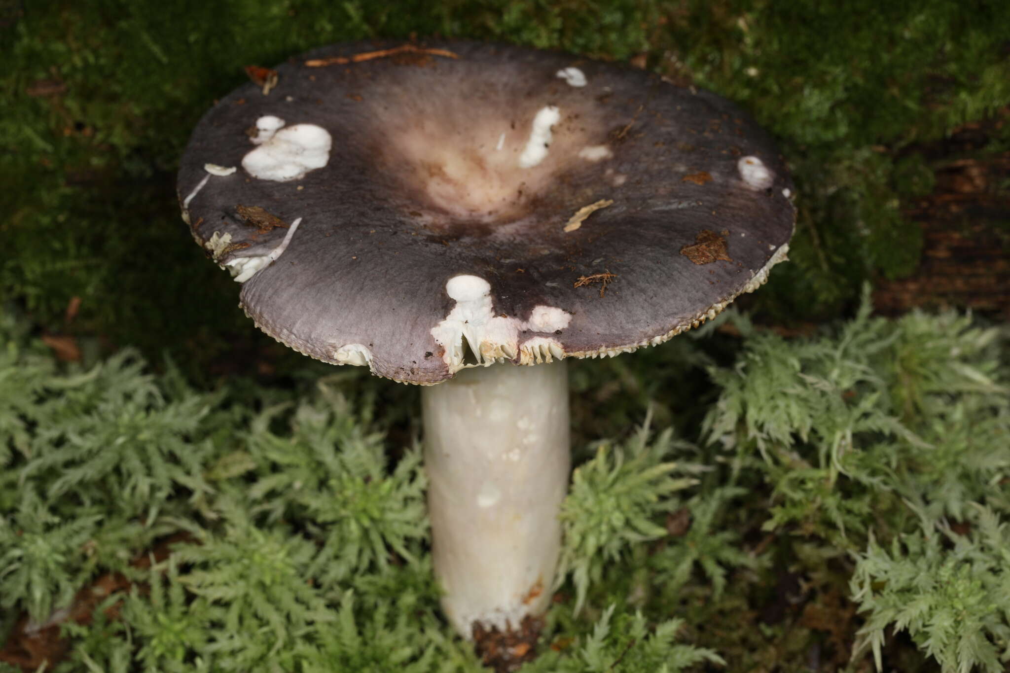 Image of Russula ornaticeps Burl. 1921