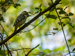 Image of Brown-capped Pygmy Woodpecker