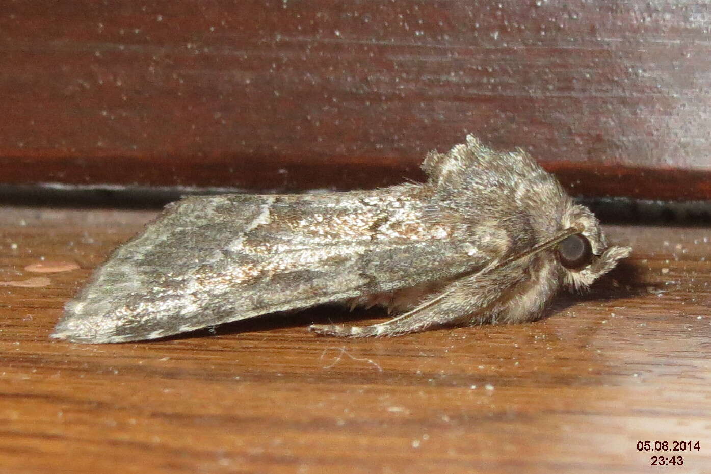 Image of straw underwing