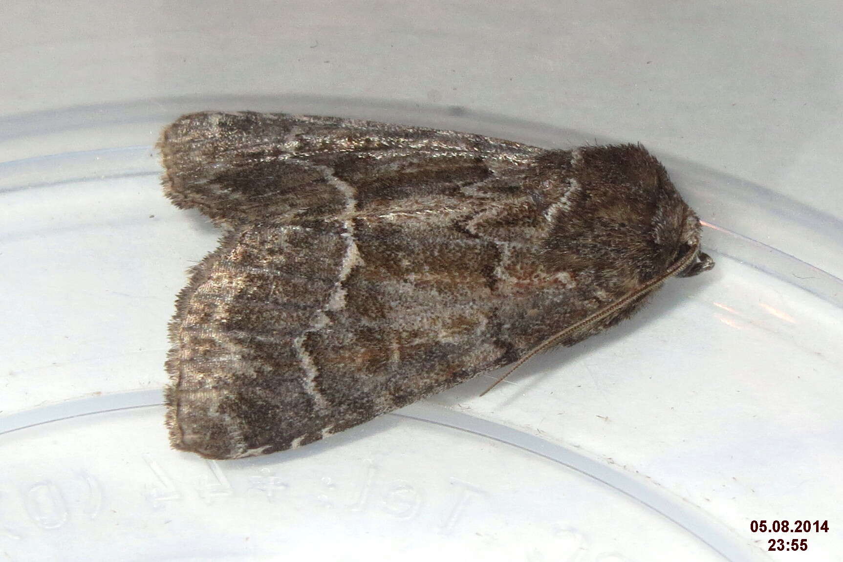 Image of straw underwing