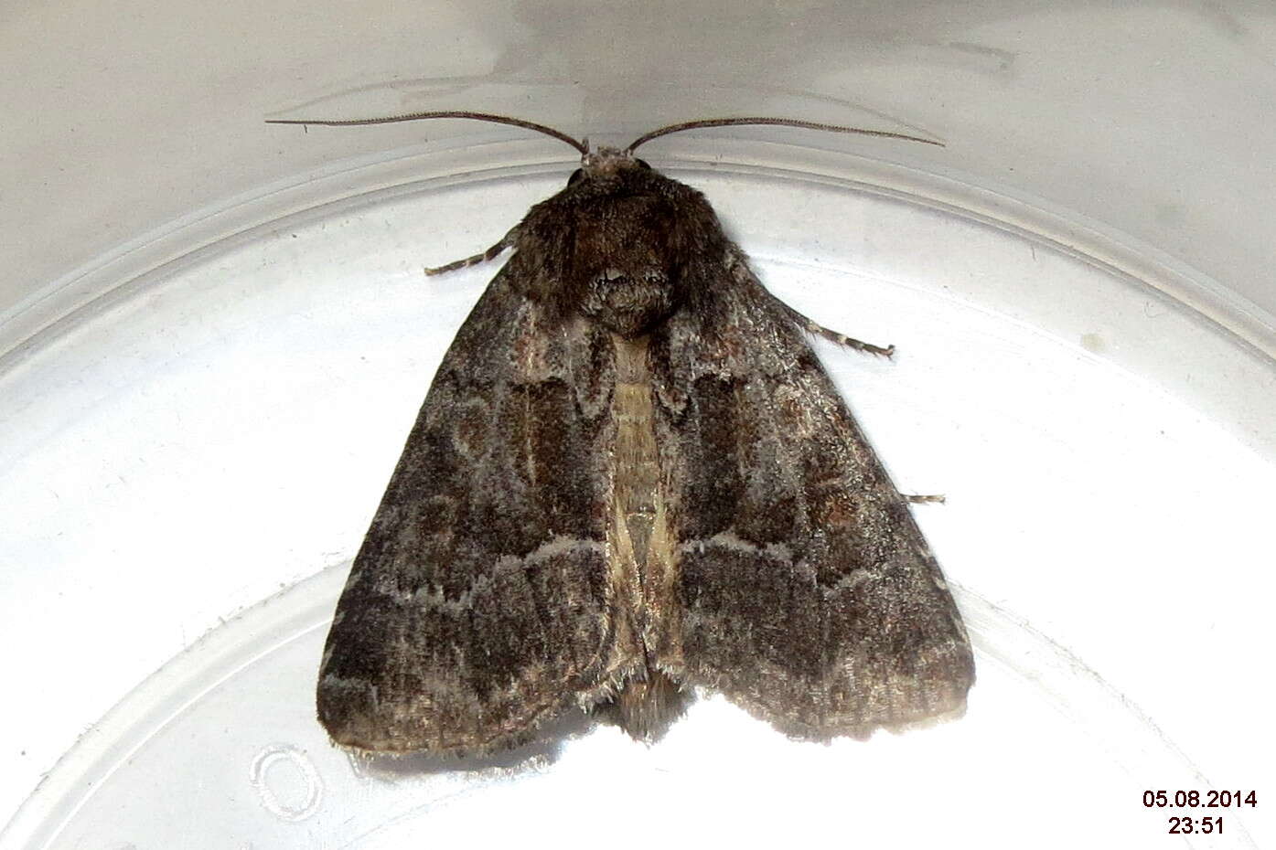 Image of straw underwing