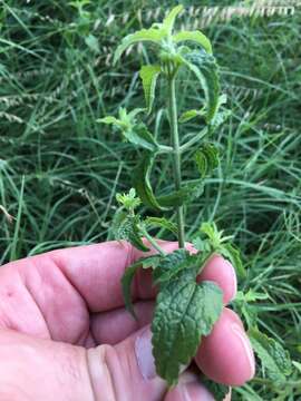 Image of pink thoroughwort