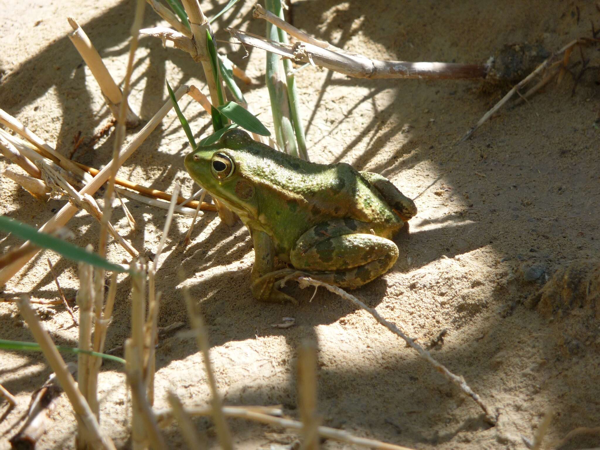 Plancia ëd Pelophylax saharicus (Boulenger ex Hartert 1913)