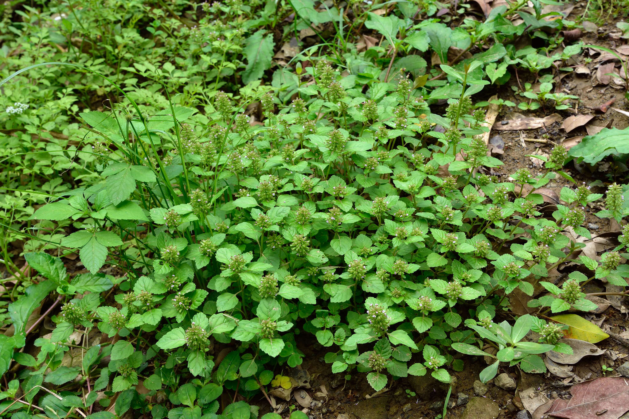 Image de Clinopodium gracile (Benth.) Kuntze